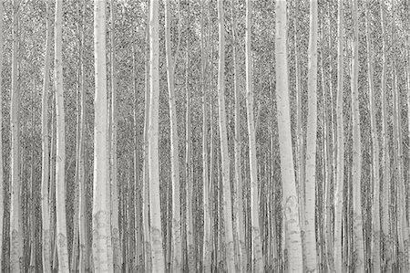 simsearch:6118-08971324,k - Rows of commercially grown poplar trees. Stock Photo - Premium Royalty-Free, Code: 6118-08971329