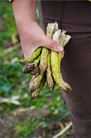 simsearch:6118-08971609,k - Close up of person holding a bunch of green asparagus. Foto de stock - Royalty Free Premium, Número: 6118-08971558