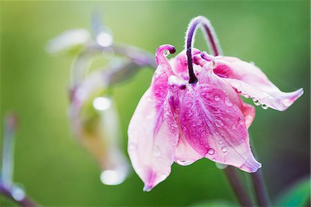 simsearch:6118-08971536,k - Close up of pink bellflower with dew drops. Foto de stock - Sin royalties Premium, Código: 6118-08971528