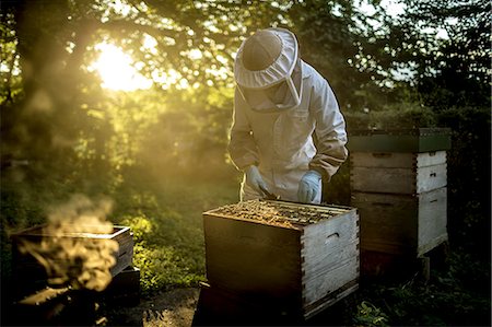 Beekeeper wearing a beekeeping suit with mesh face mask, inspecting an open beehive. Preparing to collect honey. Stock Photo - Premium Royalty-Free, Code: 6118-08991327