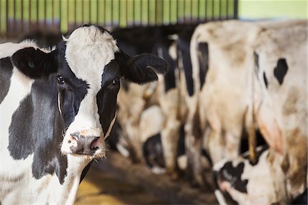 derbyshire - Black and white cows in a cowshed. Photographie de stock - Premium Libres de Droits, Code: 6118-08928273