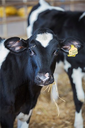 derbyshire - Two black and white cows in a cowshed, one with an ear tag, Photographie de stock - Premium Libres de Droits, Code: 6118-08928275
