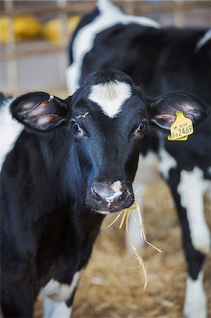 simsearch:6118-07731814,k - Two black and white cows in a cowshed, one with an ear tag, Fotografie stock - Premium Royalty-Free, Codice: 6118-08928275