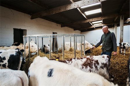 simsearch:6118-08947711,k - Farmer and herd of cows in a cowshed. Stockbilder - Premium RF Lizenzfrei, Bildnummer: 6118-08928278