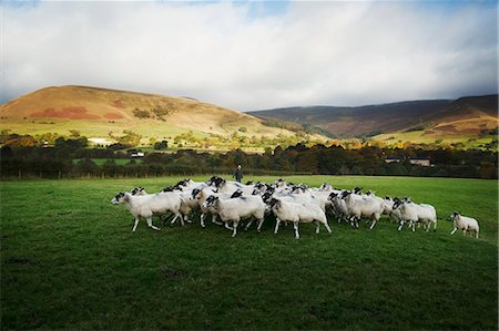 simsearch:6118-08797549,k - Herd of sheep running on a meadow, hills in the distance. Photographie de stock - Premium Libres de Droits, Code: 6118-08928280