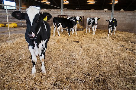 simsearch:6118-07731814,k - A small group of black and white cows in a barn, Fotografie stock - Premium Royalty-Free, Codice: 6118-08928282