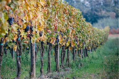simsearch:6129-09044096,k - Grapes on the vines in a vineyard in autumn, ready for the annual harvest in the Tuscany region near Montepulciano. Stock Photo - Premium Royalty-Free, Code: 6118-08928330