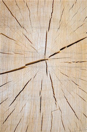 Close up of cut log and tree rings. Foto de stock - Royalty Free Premium, Número: 6118-09059499