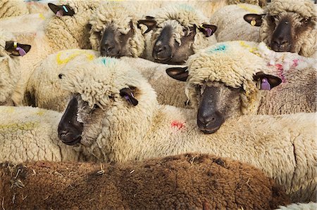 schafe scheren - High angle view of herd of sheep with blue and pink dye marks. Stockbilder - Premium RF Lizenzfrei, Bildnummer: 6118-09059553