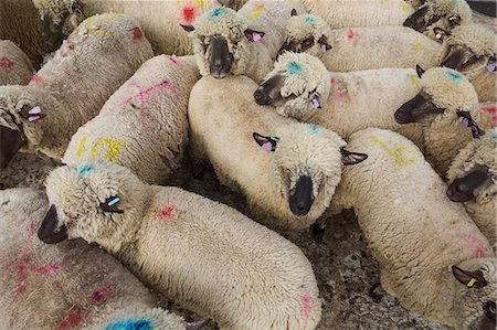 schafe scheren - High angle view of herd of sheep with blue and pink dye marks. Stockbilder - Premium RF Lizenzfrei, Bildnummer: 6118-09059551