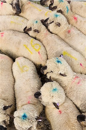 schafe scheren - High angle view of herd of sheep with blue and pink dye marks. Stockbilder - Premium RF Lizenzfrei, Bildnummer: 6118-09059552