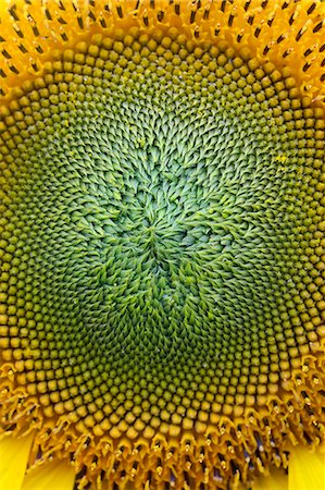 sunflower - Close up of sunflower. Stock Photo - Premium Royalty-Free, Code: 6118-09059557