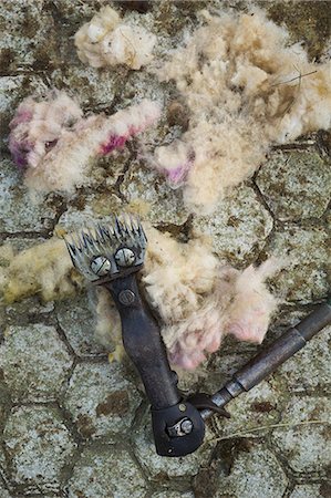 schafe scheren - Close up of tufts of sheep wool with pink dye and clippers. Stockbilder - Premium RF Lizenzfrei, Bildnummer: 6118-09059554