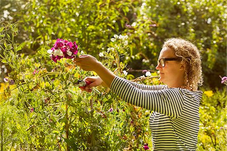 sweetpea - Side view of woman standing in a garden in summer, cutting pink sweetpeas. Stock Photo - Premium Royalty-Free, Code: 6118-09059573