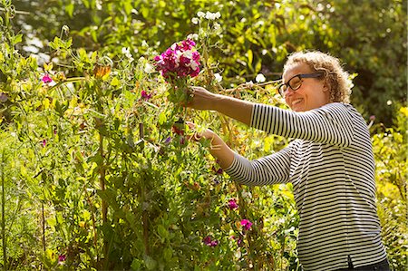 sweetpea - Side view of woman standing in a garden in summer, cutting pink sweetpeas. Stock Photo - Premium Royalty-Free, Code: 6118-09059571