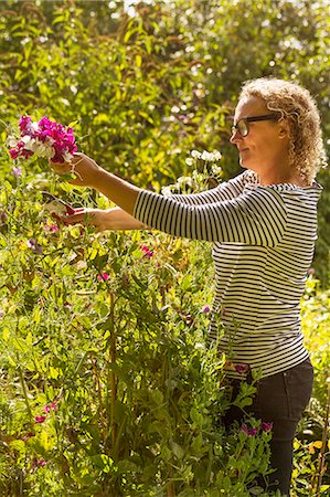 sweetpea - Side view of woman standing in a garden in summer, cutting pink sweetpeas. Stock Photo - Premium Royalty-Free, Code: 6118-09059574