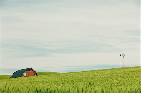 simsearch:6118-09173874,k - Red barn in the landscape, on the rolling hills of summer wheat, Palouse, Foto de stock - Sin royalties Premium, Código: 6118-09059593