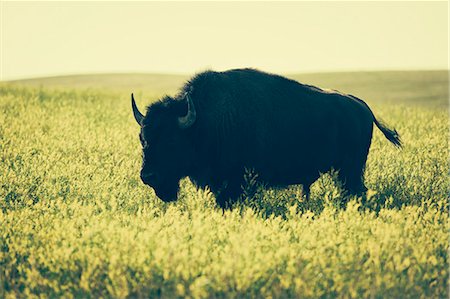 American bison standing in field of mustard seed, Theodore Roosevelt National Park, North Dakota Stock Photo - Premium Royalty-Free, Code: 6118-09059590