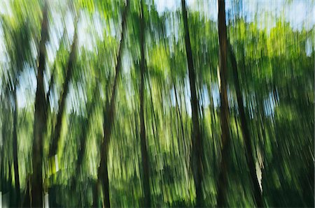 Blurred motion, tall alder trees with green leafy canopy shaking and swaying in the wind. Foto de stock - Sin royalties Premium, Código: 6118-09059517