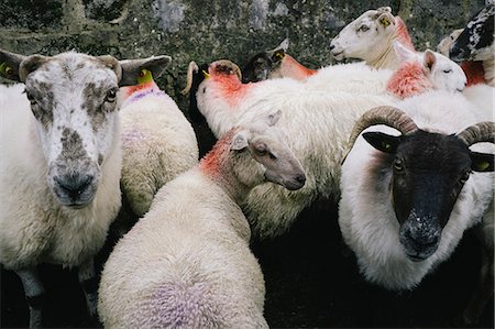 spritzlack - Small herd of sheep with their necks marked with orange paint on a farm in Glenade, County Leitrim, Ireland. Stockbilder - Premium RF Lizenzfrei, Bildnummer: 6118-09059525