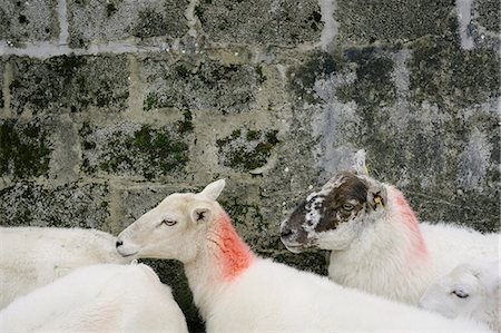 spritzlack - Sheep with their necks marked with orange paint at a farm in Glenade, County Leitrim, Ireland. Stockbilder - Premium RF Lizenzfrei, Bildnummer: 6118-09059526