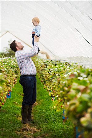 farm shop child - Fruit picking in a poly tunnel, PYO. A man holding his baby son above his head, in a polytunnel of strawberry plants. Foto de stock - Sin royalties Premium, Código: 6118-09059671