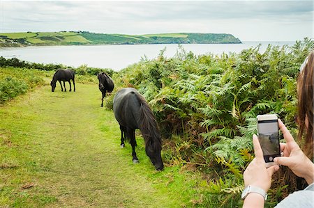 A woman taking a photograph of three wild ponies on a path grazing on bracken, on the coast. Stock Photo - Premium Royalty-Free, Code: 6118-09059779