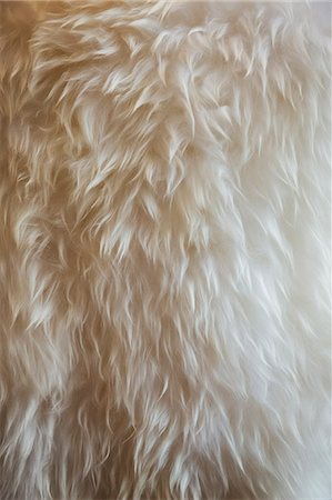 Close up of fine sheepskin or animal wool rug. Stock Photo - Premium Royalty-Free, Code: 6118-09059796