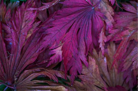 Autumn colours, foliage of an acer tree, Japanese maple with delicate palmate shapes, vivid deep jewel colours, purple and red. Stock Photo - Premium Royalty-Free, Code: 6118-09059734