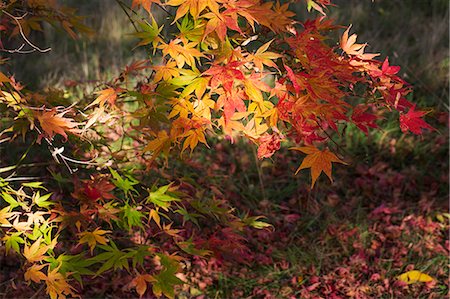 Autumn colours, foliage of an acer tree, Japanese maple with delicate palmate shapes, vivid colours, purple red yellow and green in dappled sunlight.. Stock Photo - Premium Royalty-Free, Code: 6118-09059735