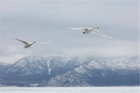 Whooper Swan, Cygnus cygnus, mid-air in winter. Stock Photo - Premium Royalty-Free, Code: 6118-09076343