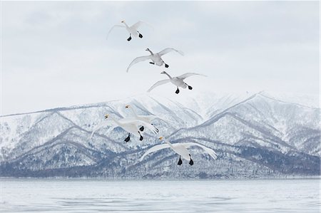 Whooper Swan, Cygnus cygnus, mid-air in winter. Photographie de stock - Premium Libres de Droits, Code: 6118-09076345