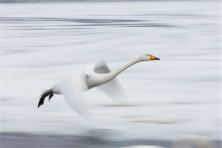 Whooper Swan, Cygnus cygnus, mid-air in winter. Stock Photo - Premium Royalty-Free, Code: 6118-09076346