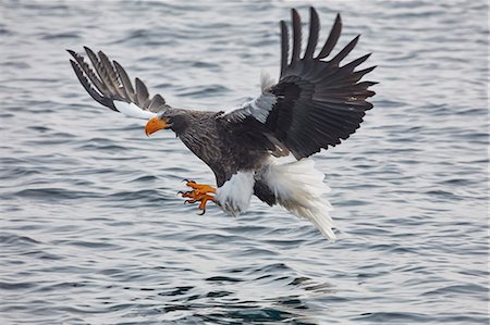 simsearch:6118-09076353,k - Steller's Sea Eagle, Haliaeetus pelagicus, hunting above water in winter. Photographie de stock - Premium Libres de Droits, Code: 6118-09076349