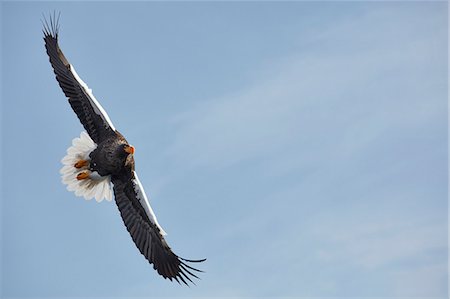 eagle not people - Steller's Sea Eagle, Haliaeetus pelagicus, landing on frozen bay in winter. Stock Photo - Premium Royalty-Free, Code: 6118-09076353