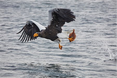 simsearch:6118-09076353,k - Steller's Sea Eagle, Haliaeetus pelagicus, hunting above water in winter. Photographie de stock - Premium Libres de Droits, Code: 6118-09076350