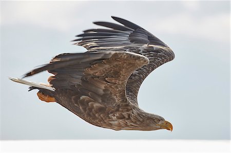 feather flying - White-Tailed Eagle, Haliaeetus albicilla, mid-air, winter. Stock Photo - Premium Royalty-Free, Code: 6118-09076354