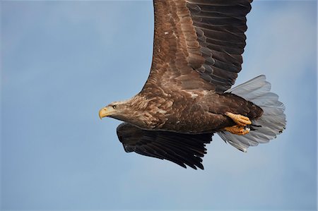 White-Tailed Eagle, Haliaeetus albicilla, mid-air, winter. Foto de stock - Sin royalties Premium, Código: 6118-09076356