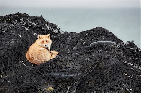 simsearch:6118-09076357,k - Ezo red fox, Vulpes vulpes schrencki, on heap of fishing nets in winter. Stock Photo - Premium Royalty-Free, Code: 6118-09076360