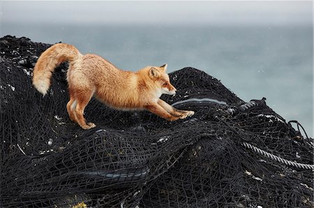 fox - Ezo red fox, Vulpes vulpes schrencki, on heap of fishing nets in winter. Stock Photo - Premium Royalty-Free, Code: 6118-09076362