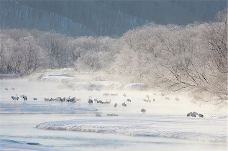 simsearch:6118-09076353,k - Flock of birds in woodland in winter. Photographie de stock - Premium Libres de Droits, Code: 6118-09076368