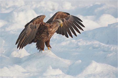 pack ice - White-Tailed Eagle, Haliaeetus albicilla, hunting on frozen bay in winter. Stock Photo - Premium Royalty-Free, Code: 6118-09076373