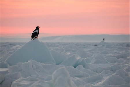 simsearch:6118-09076367,k - Steller's Sea Eagle, Haliaeetus pelagicus, on frozen bay in winter at dawn. Stock Photo - Premium Royalty-Free, Code: 6118-09076372