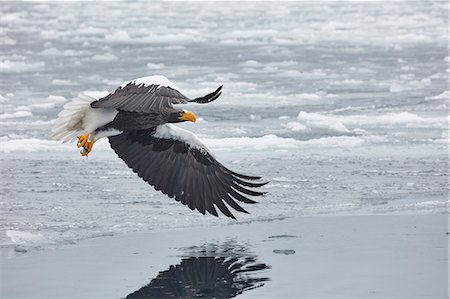 Steller's Sea Eagle, Haliaeetus pelagicus, mid-air, winter. Stock Photo - Premium Royalty-Free, Code: 6118-09076376