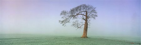 panoramic winter tree landscape - Misty landscape with single tree. Stock Photo - Premium Royalty-Free, Code: 6118-09076391