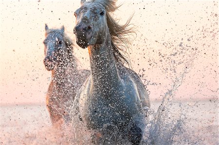 superficial - Close up of two white horses running in the ocean. Foto de stock - Sin royalties Premium, Código: 6118-09076489