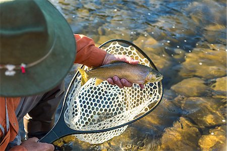 High angle view of fisherman taking freshly caught trout out of fishing net. Stock Photo - Premium Royalty-Free, Code: 6118-09076434