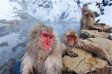 Japanese Macaque, Macaca fuscata, in the winter snow, Joshin-etsu National Park, Honshu, Japan. Stock Photo - Premium Royalty-Free, Code: 6118-09076567