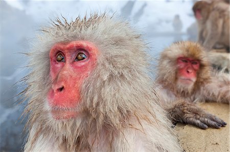 simsearch:6118-09076579,k - Japanese Macaque, Macaca fuscata, in the winter snow, Joshin-etsu National Park, Honshu, Japan. Foto de stock - Sin royalties Premium, Código: 6118-09076568