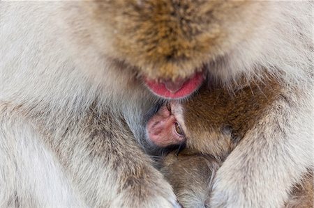 primate - Japanese Macaque, Macaca fuscata, in the winter snow, Joshin-etsu National Park, Honshu, Japan. Foto de stock - Sin royalties Premium, Código: 6118-09076571